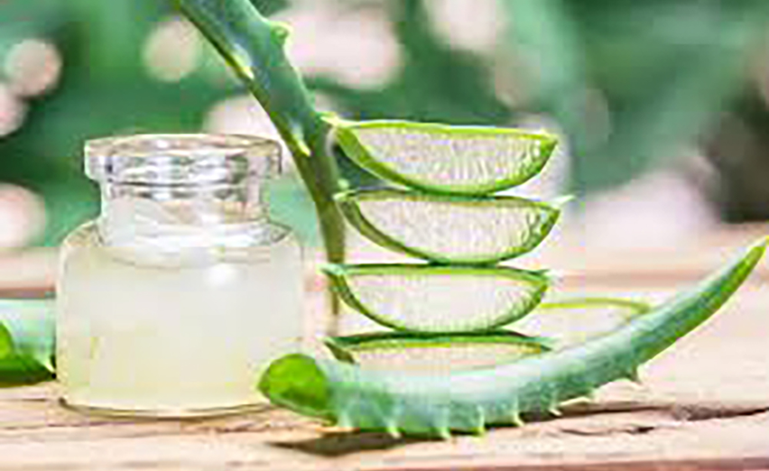 Aloe Vera: Nature’s Healer Across Health Realms