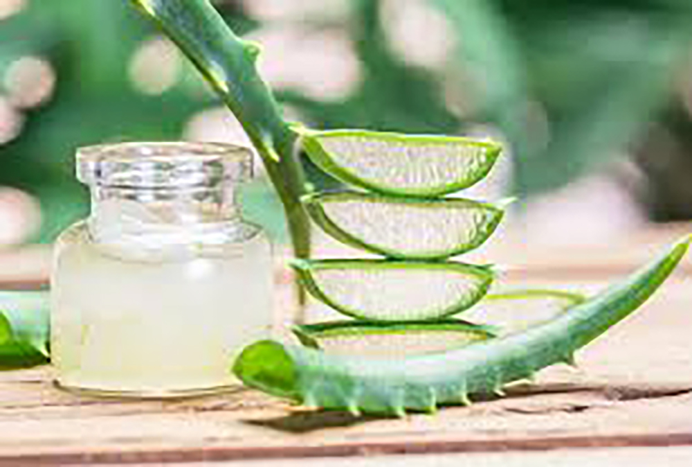 Aloe Vera: Nature’s Healer Across Health Realms