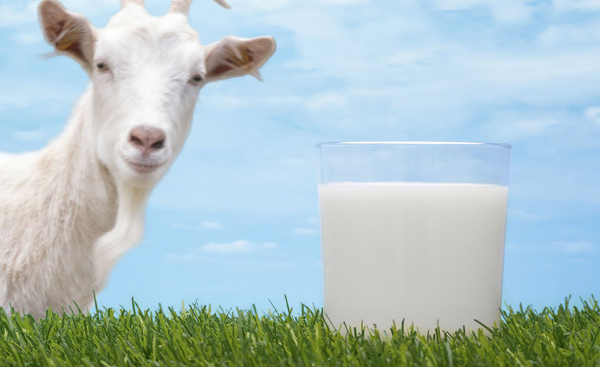 Goats Milk Formula