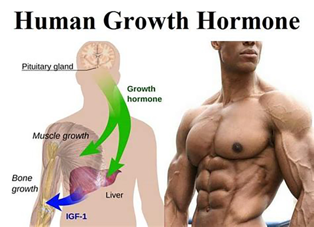 HGH stimulate: anti-aging and muscle growth