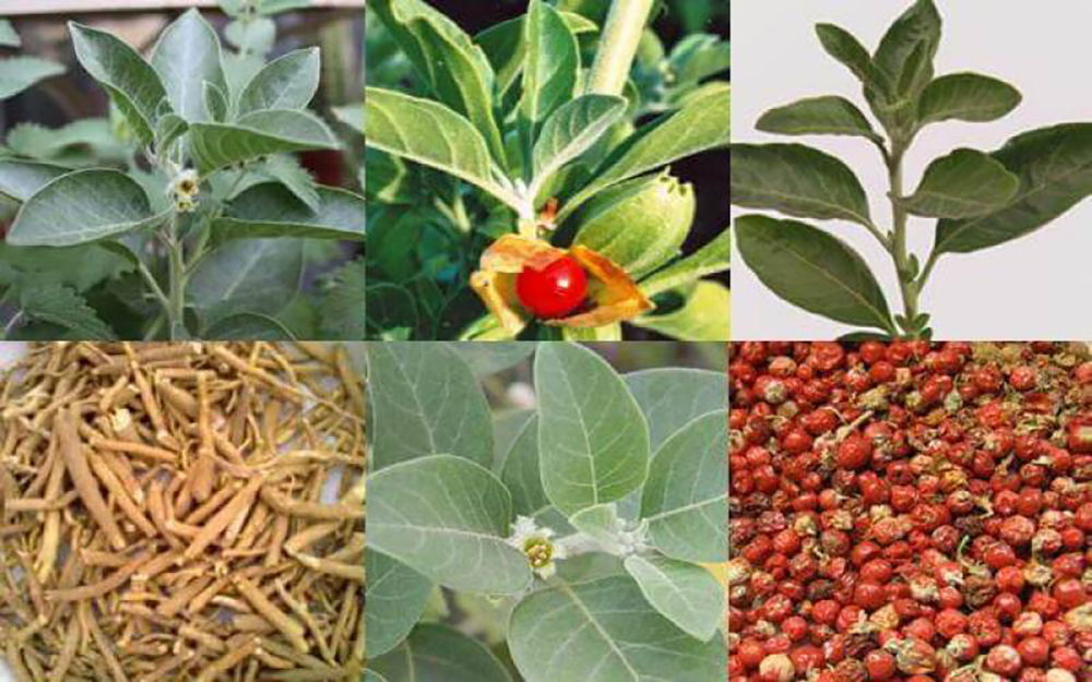 Ashwagandha: Stress, Strength, Smarts and Sex
