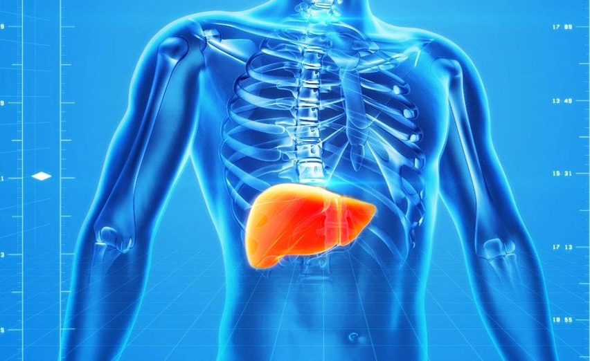 Beyond Detox: Maximizing Liver Health Through Natural Substances and Research Insights