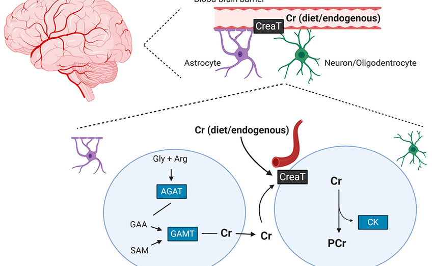 Creatine Unlocked: Fueling Cells and Elevating Cognitive Performance