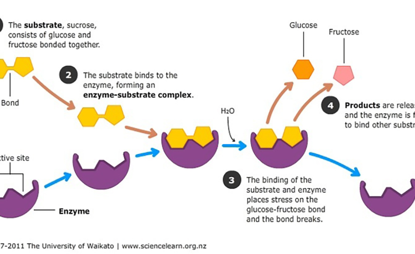 Enzymes Unleashed: How They Power Your Body and Your Health
