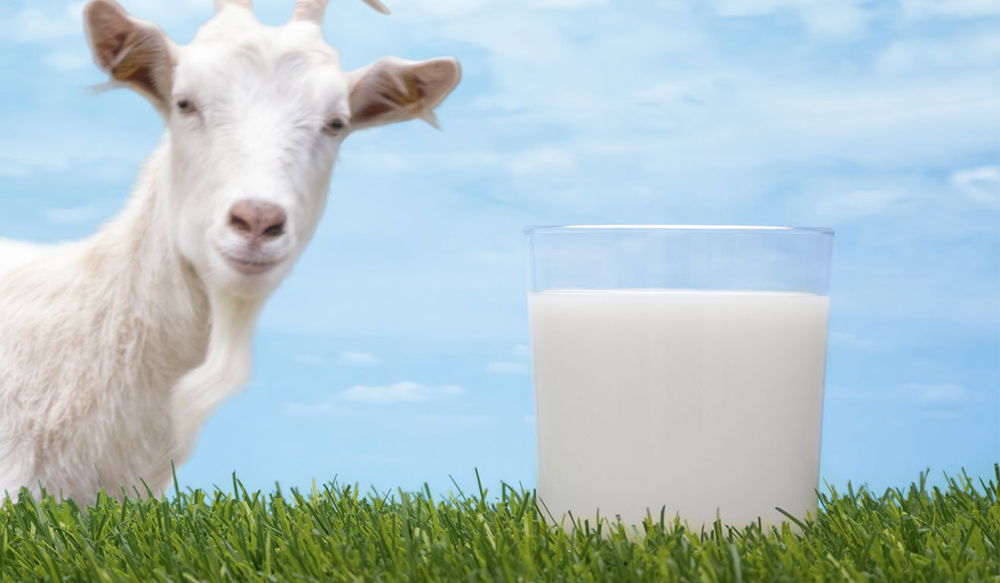 Goats Milk Formula