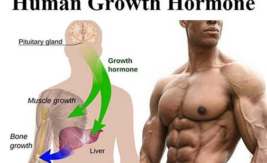 HGH stimulate: anti-aging and muscle growth