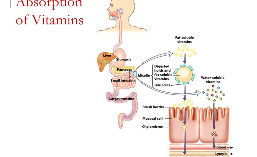 The Best Time to Take Your Supplements: Maximizing Absorption of the Basic Healthy Lifestyle Kit