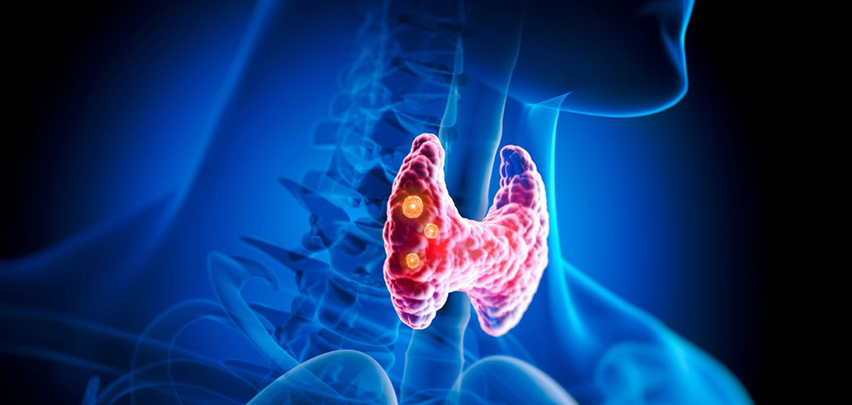 Thyroid Harmony: Exploring the Ingredients of Healthmasters’ Thyroid Support