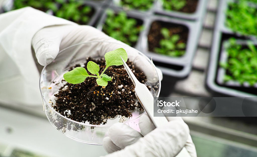 Weed Killers and GMO Food: Do they cause cancer? You decide!