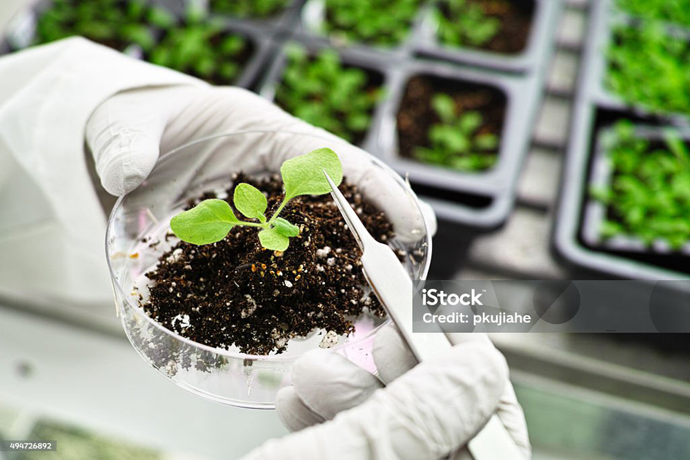 Weed Killers and GMO Food: Do they cause cancer? You decide!