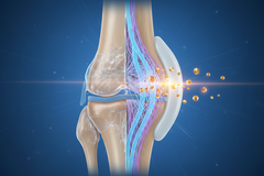 Targeted Collagen Peptides and Tissue-Specific Outcomes: A More Precise Look at Skin, Joint, and Bone Health