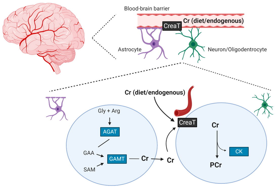 Creatine Unlocked: Fueling Cells and Elevating Cognitive
