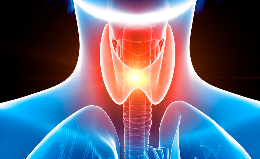 Thyroid Tune-Up: Healthmasters' Thyroid Support